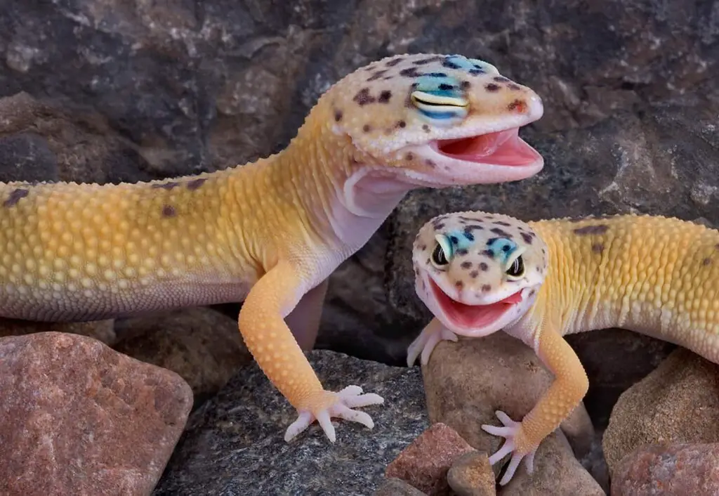 Where Can You Find Geckos Living in the Wild? – Pet Geckos