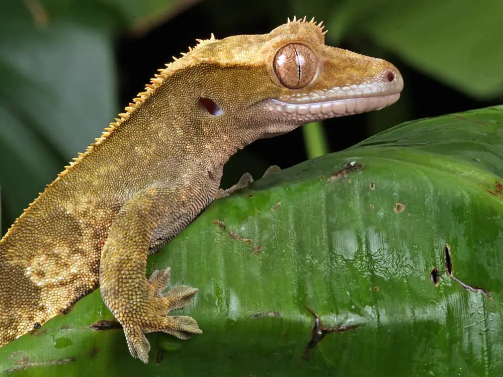 Great shot of a Crested Gecko possibly taken in the wild. This Crested Gecko is pictured siting on a large tropical leaf.