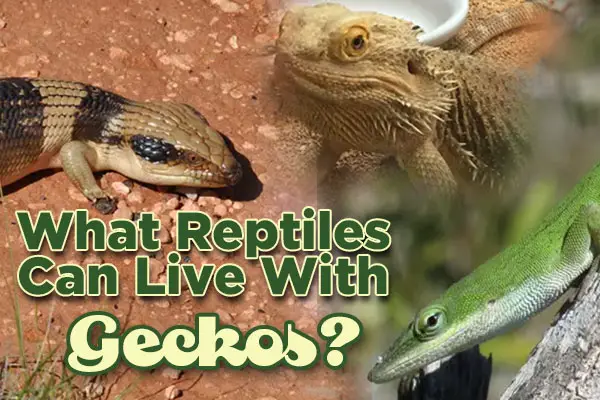 What Reptiles Can Live With Geckos? – Pet Geckos