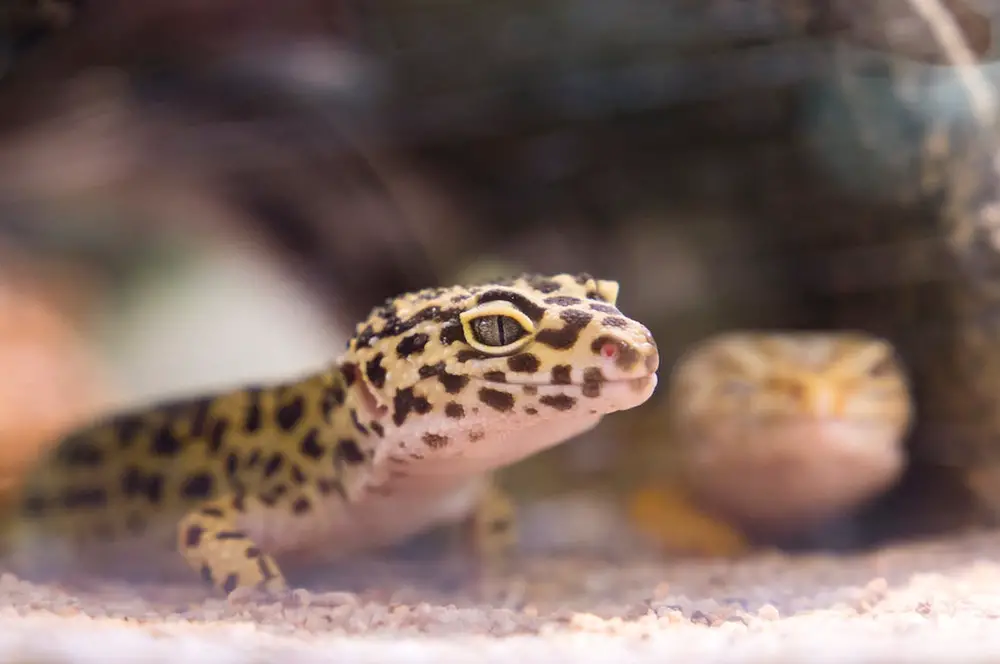 Two Leopard Geckos shot at their eye level. One in the foreground, one out of focus in bacground.