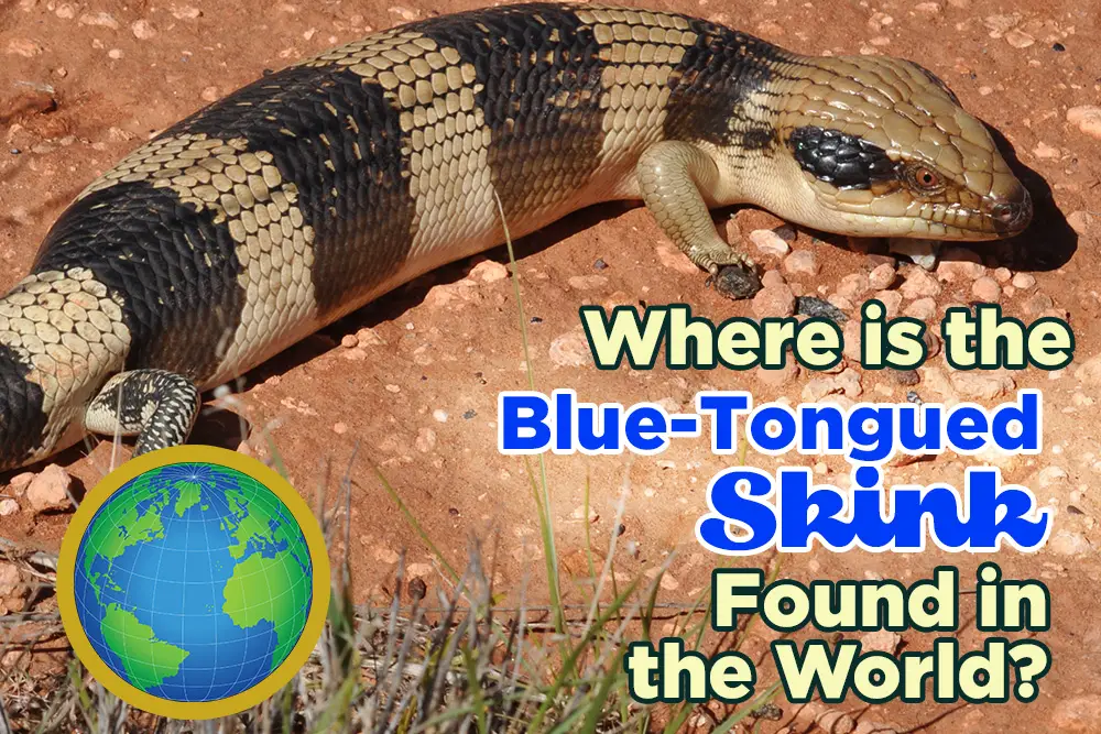Photo of the Western Blue Tongued Skink in Australia on a day light desert prowl for food
