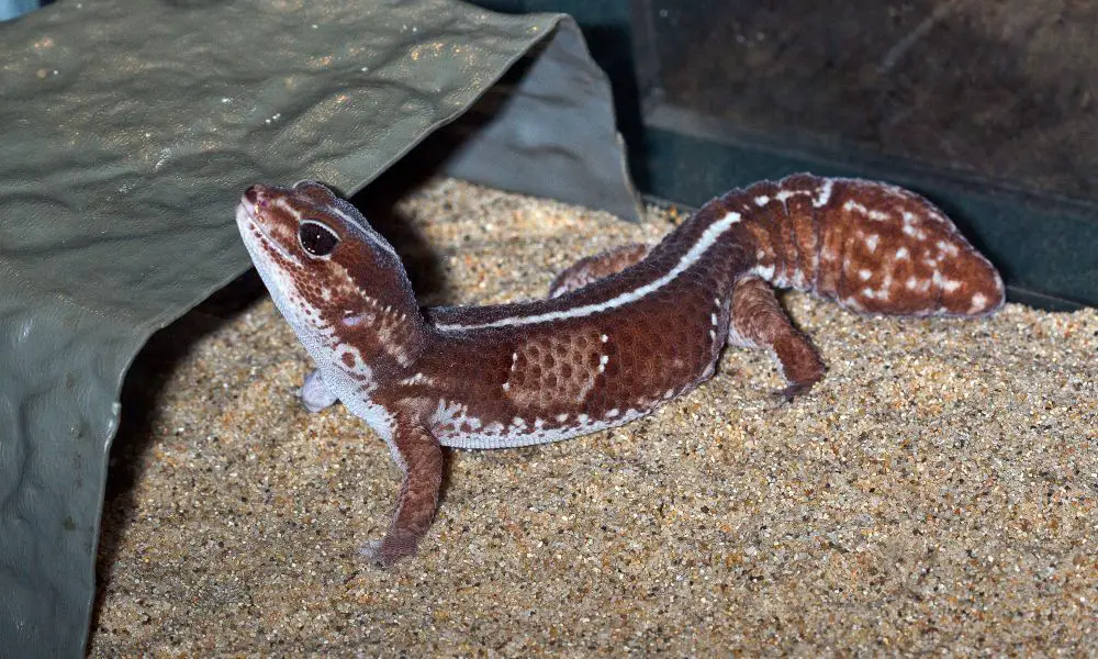 African Fat-Tailed Gecko