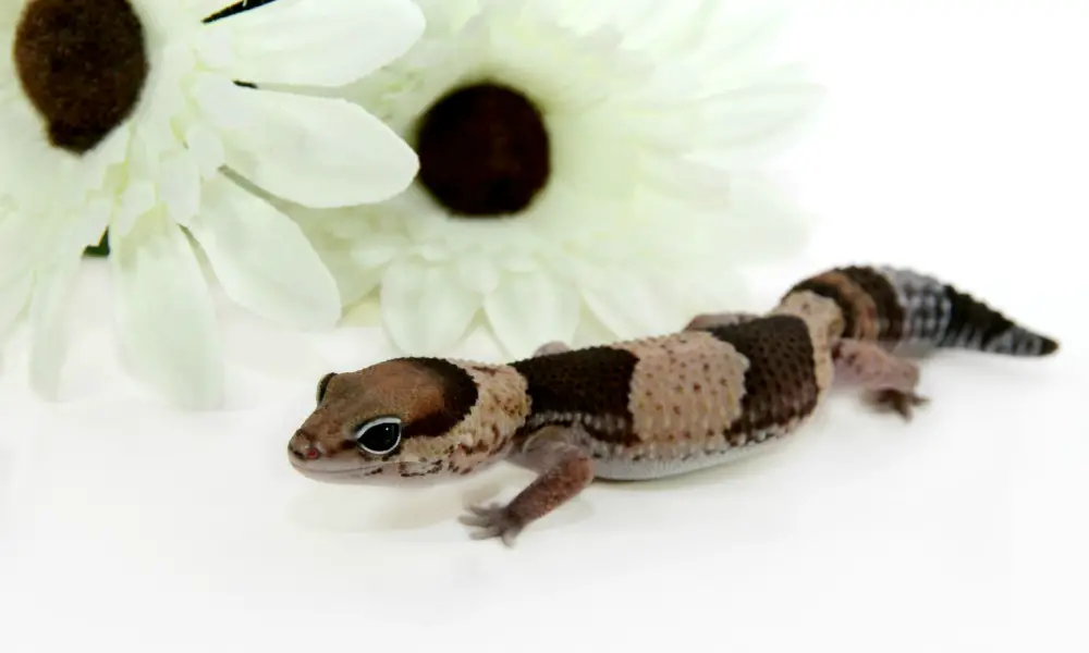 African Fat-Tailed Gecko Health Considerations