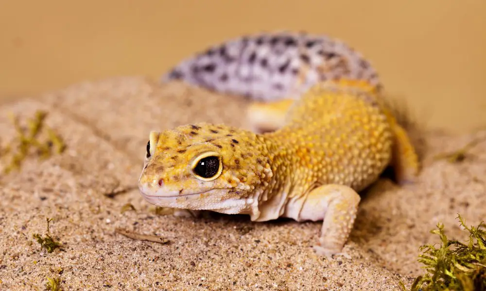 Large fat tailed gecko with yellow markings walking in sand