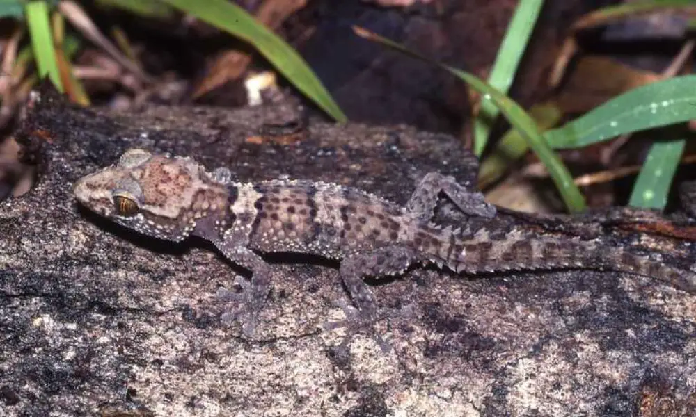 Behavior and Lifestyle of the Madagascar Ground Gecko