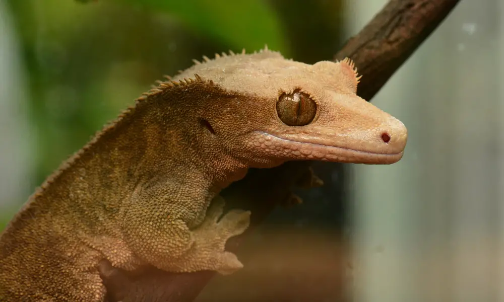 Breeding Crested Geckos