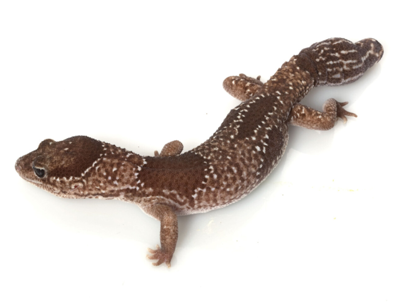 Jungle African Fat-tailed Gecko (Hemitheconyx caudicinctus) isolated on white background.