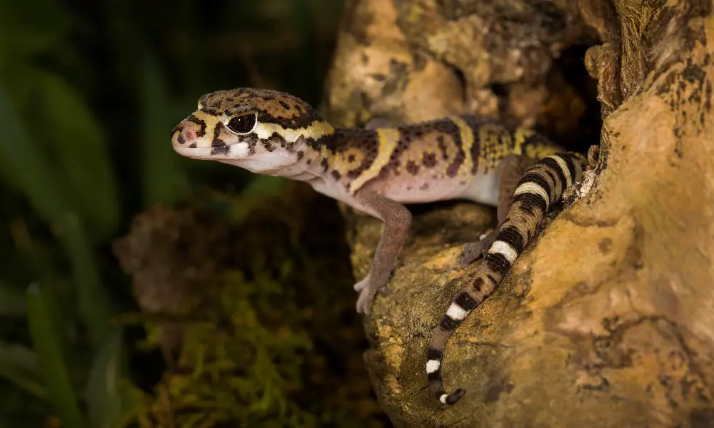 Central American Banded Gecko – The Miniature Leopard Gecko of the Tropics