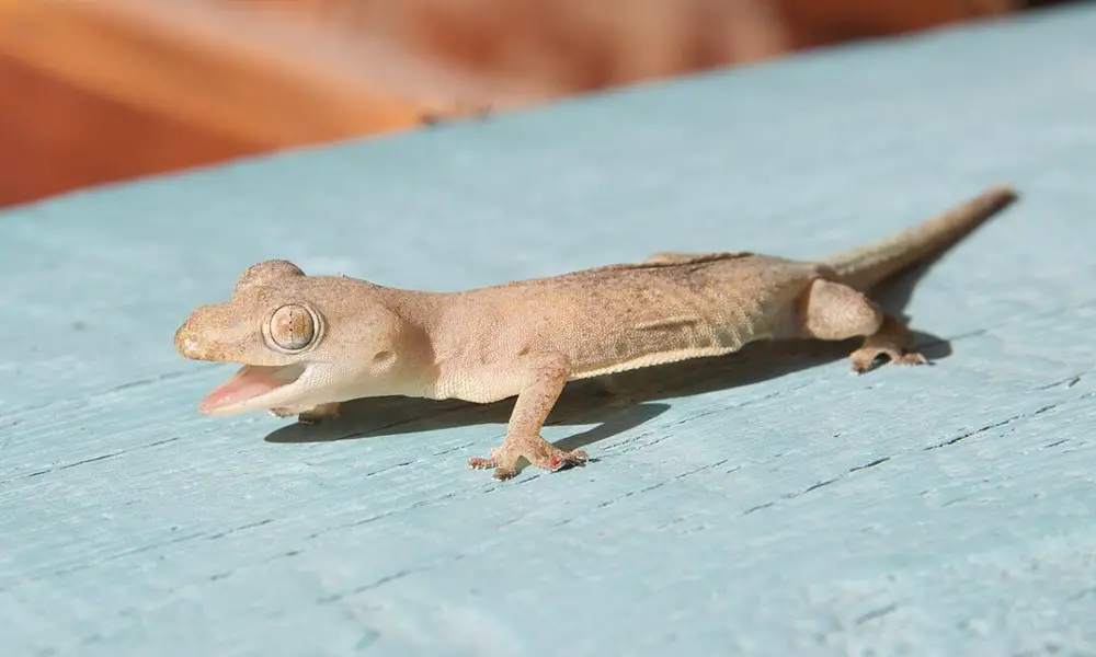 Common House Gecko – The Unseen House Guest that is Everywhere