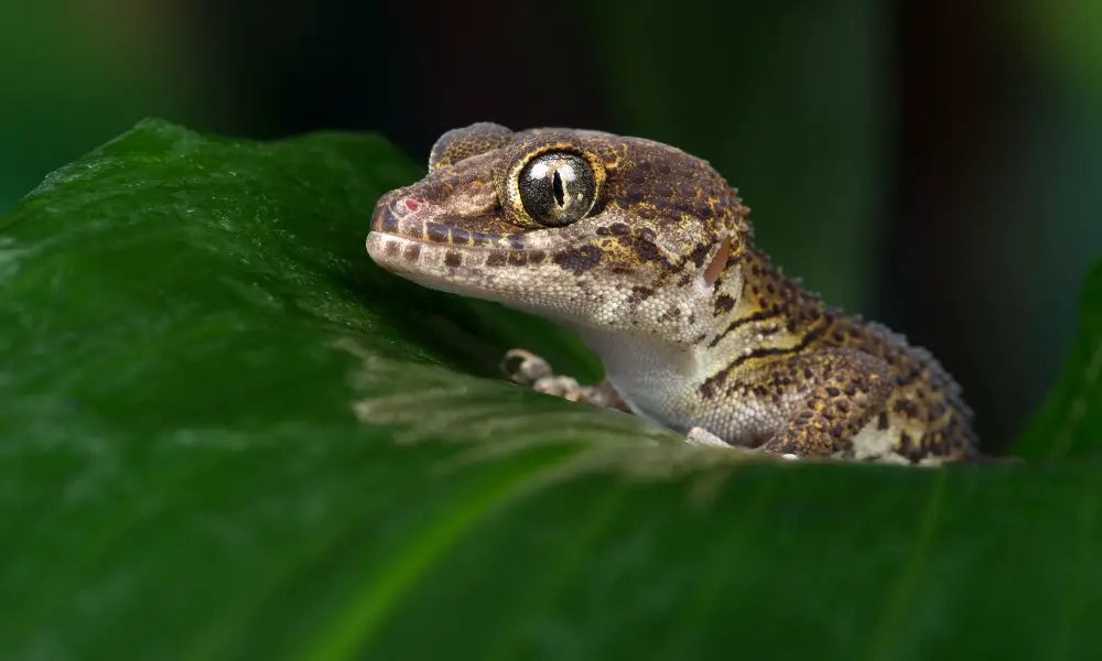 Comparisons with Other Gecko Species