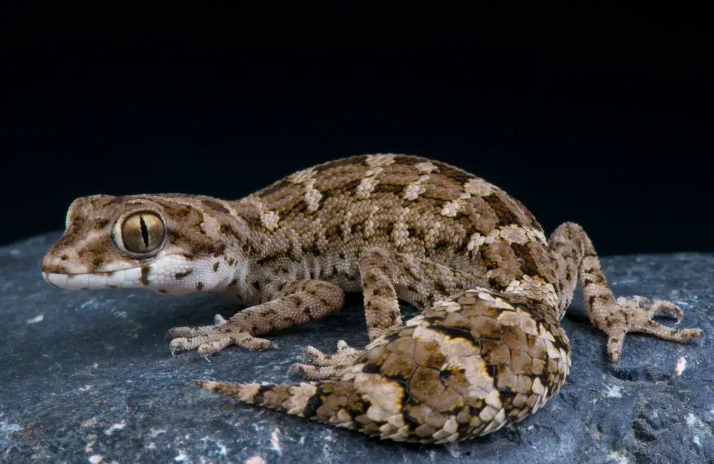 Conservation Status and Efforts