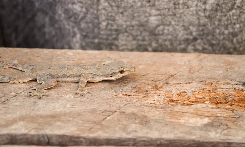 Conservation Status