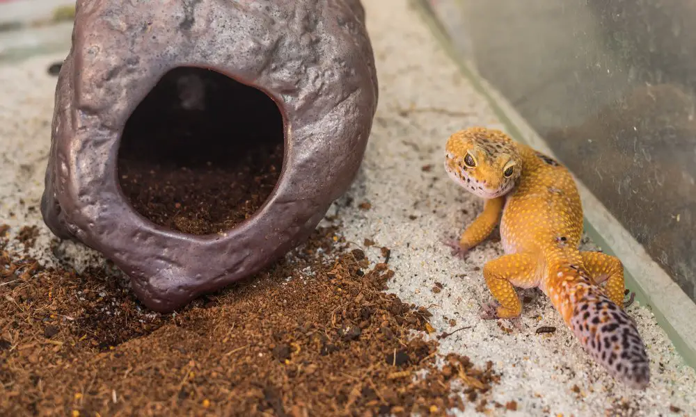 image of leopard gecko (Eublepharis macularius) lizard and hive on sand.