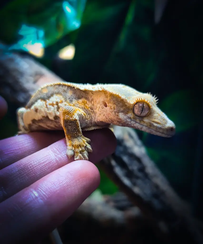 Crested Gecko Care Essential Tips