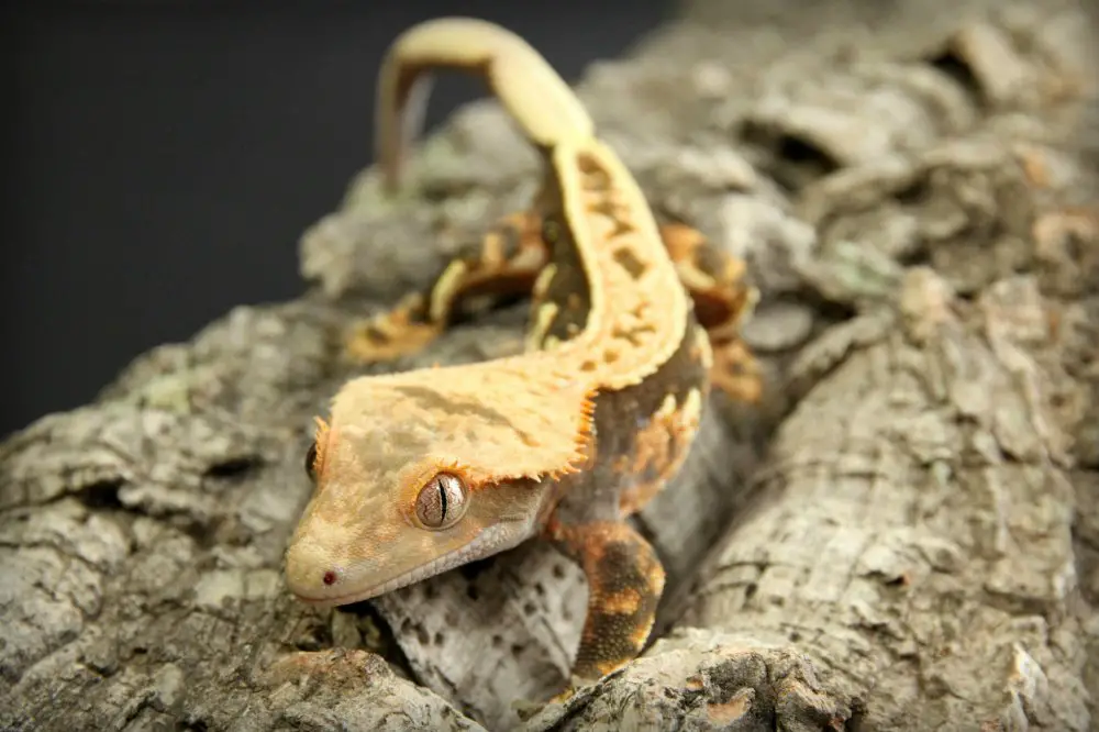 Crested Gecko Conservation in Their Comeback