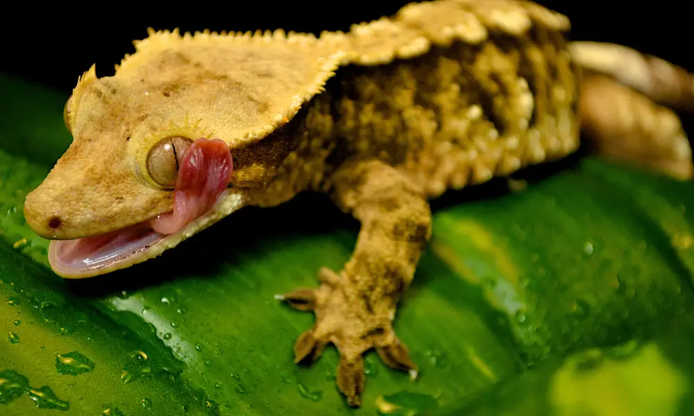 A crested gecko licks water drops off his eye.