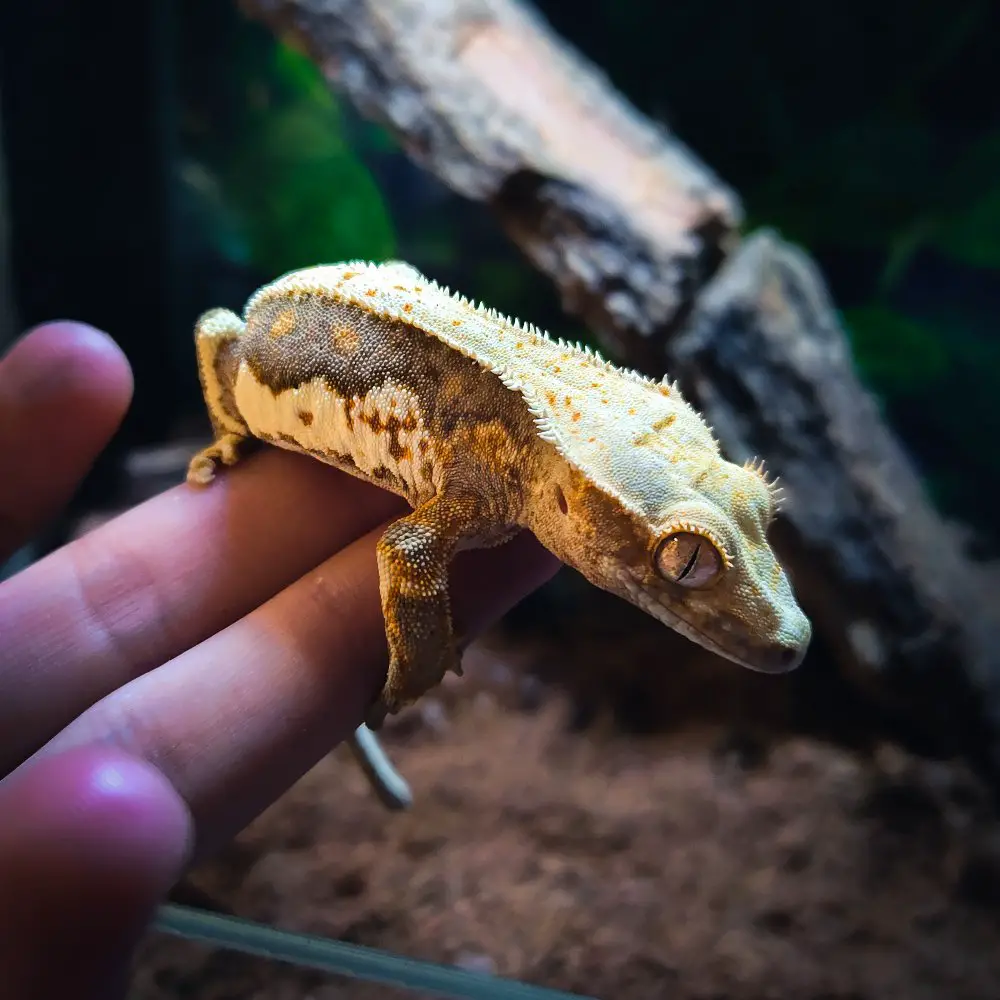 Crested Geckos in the Wild