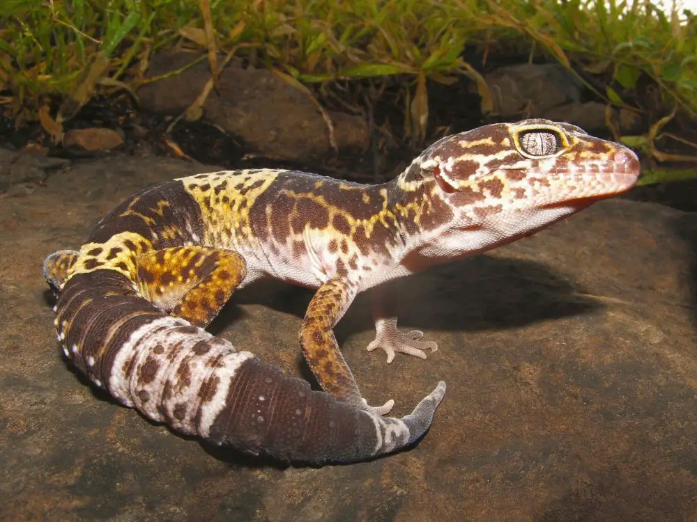 Distinguishing Features from Leopard Geckos