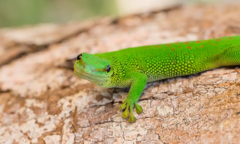 Final Thoughts on the Gold Dust Day Gecko