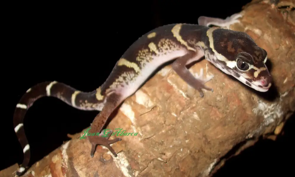 Frequently Asked Questions About the Central American Banded Geckos