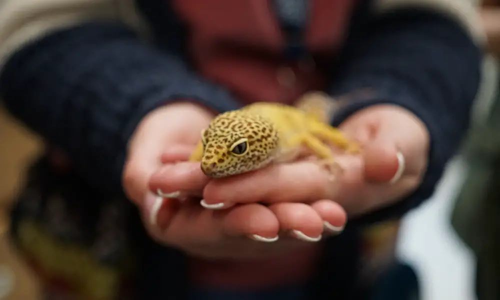 Friendly Temperament Leopard Geckos