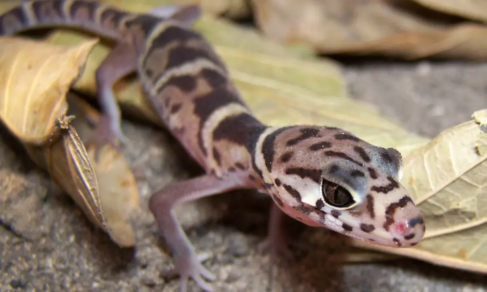 Fun Facts About Central American Banded Geckos