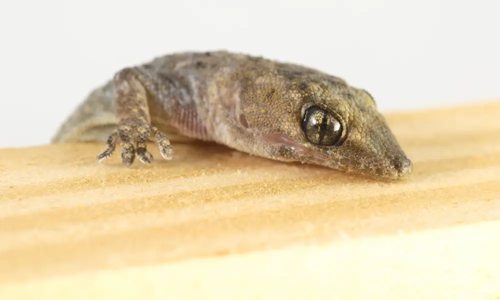 Fun Facts About Mourning Geckos