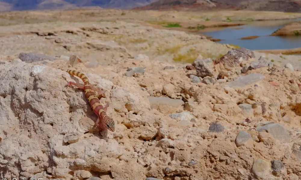 Fun Facts About the Western Banded Gecko