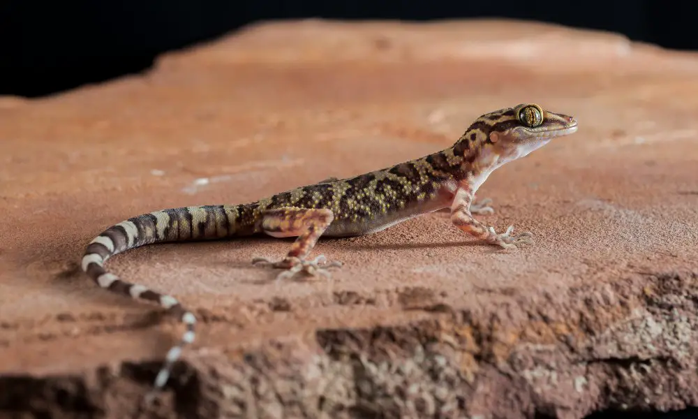 Fun Facts about Madagascar Ground Geckos