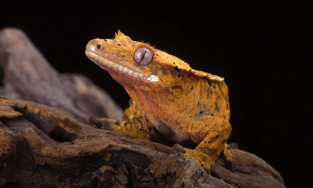 Crested Gecko Nocturnal Native to New Caledonia One of the most beautiful geckos The crested gecko has a very docile disposition