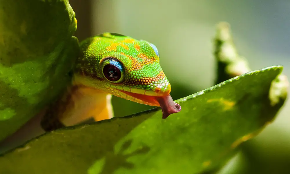 How to Care for Gold Dust Day Geckos in Captivity