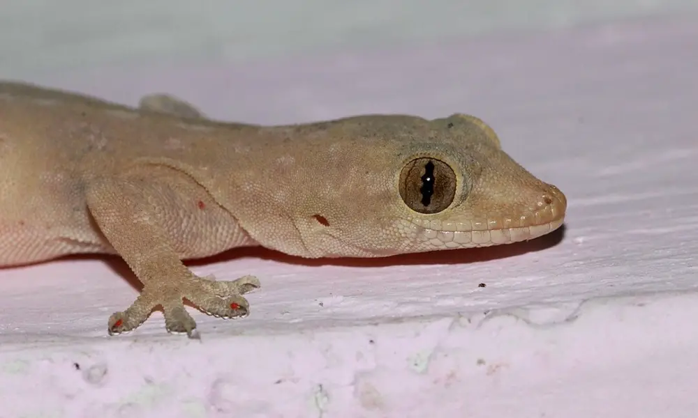 How to Identify a Common House Gecko