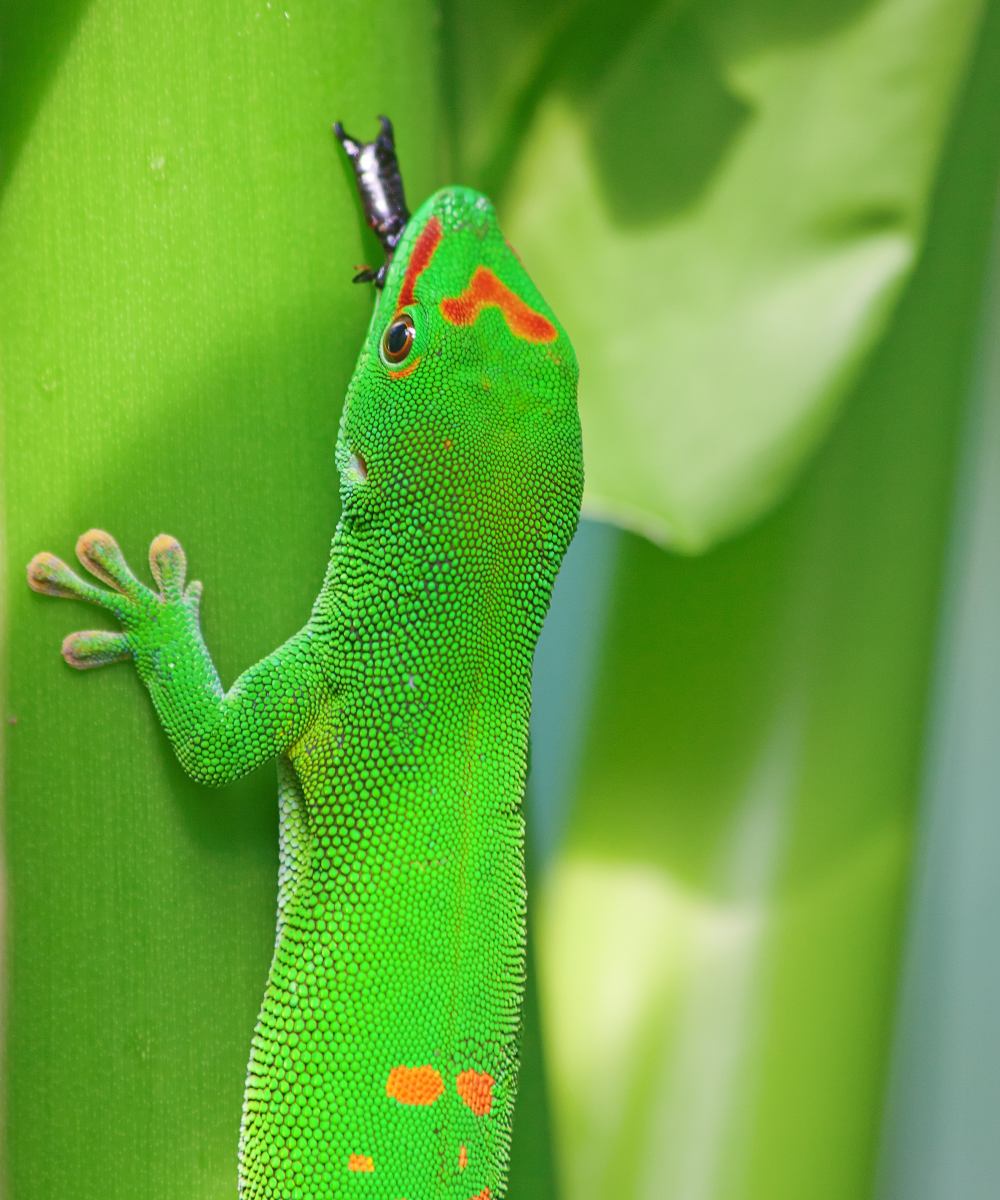 Importance of the Gold Dust Day Gecko in Ecosystems