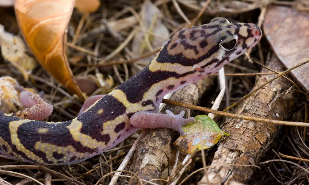 Introduction to the Central American Banded Gecko
