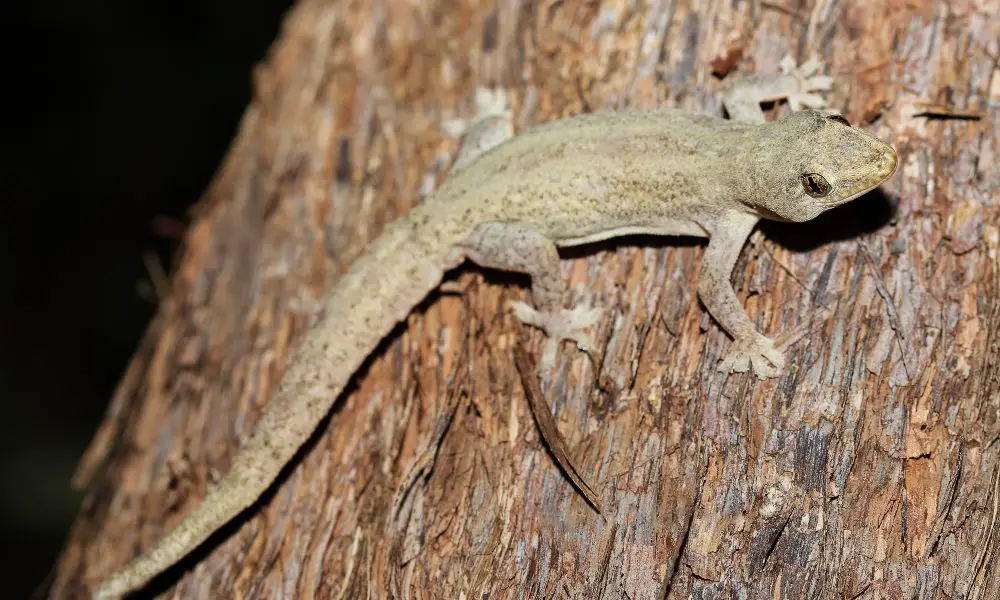 Introduction to the Common House Gecko