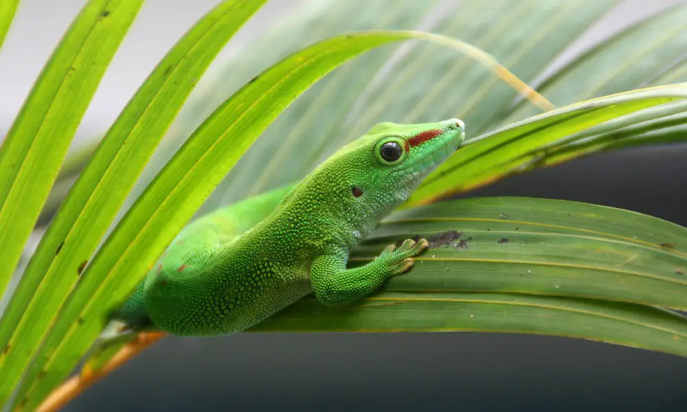 Introduction to the Gold Dust Day Gecko