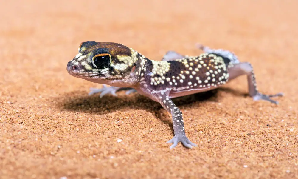 Introduction to the Madagascar Ground Gecko