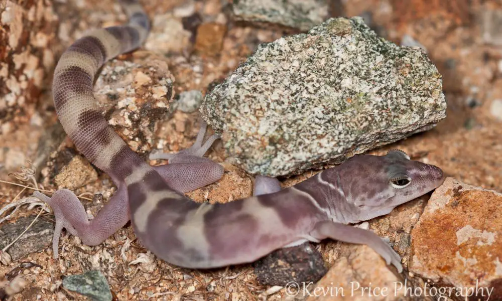 Introduction to the Western Banded Gecko