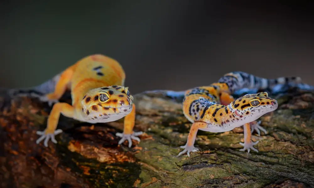 Leopard Geckos Community and Support Resources