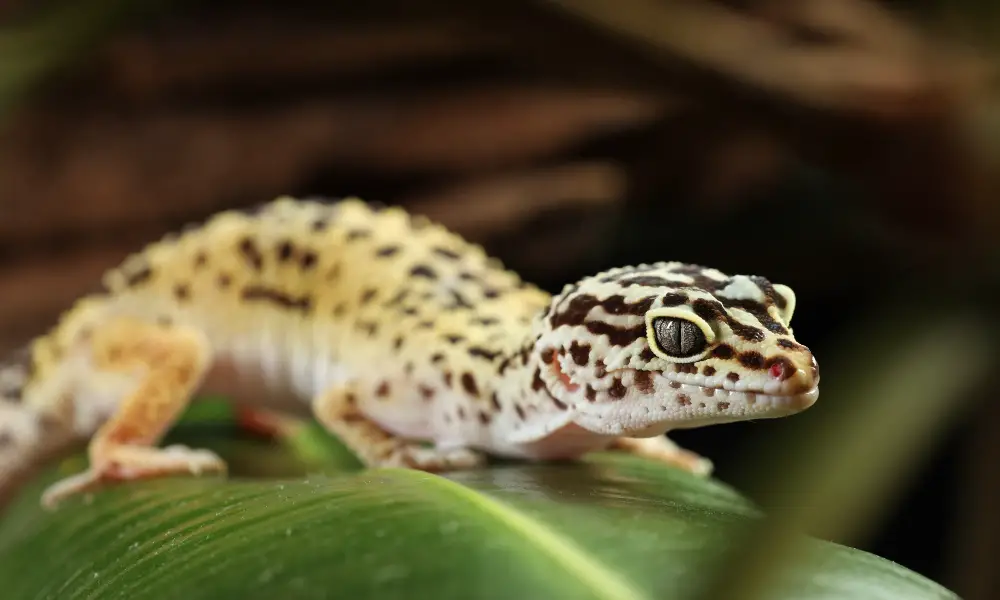 Leopard Geckos Health and Lifespan