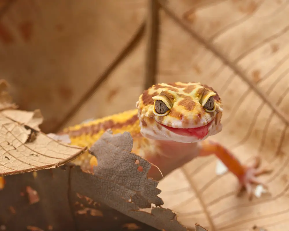 Leopard Geckos Variety and Color Mutations