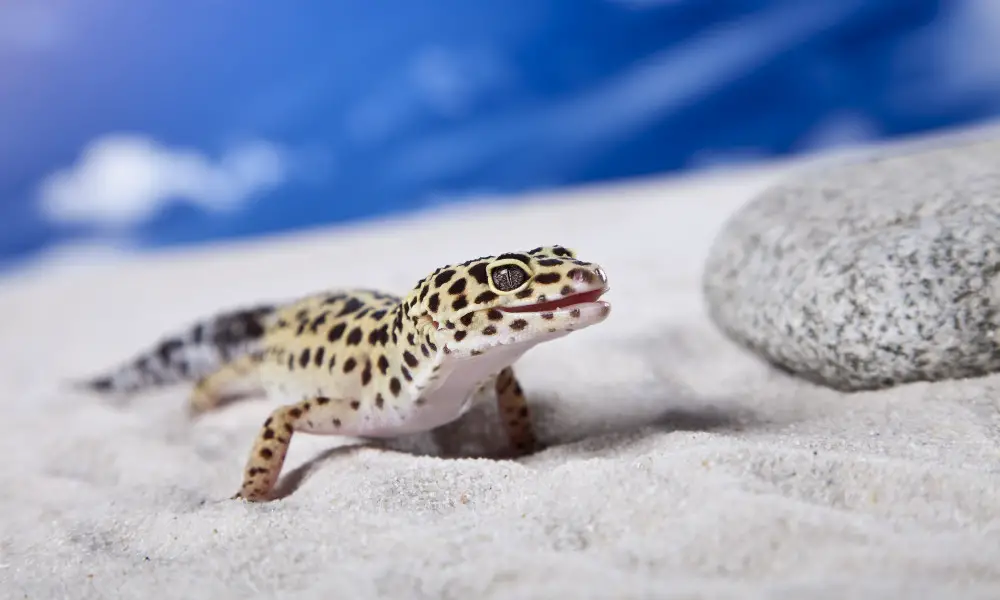 Leopard Gecko on sand