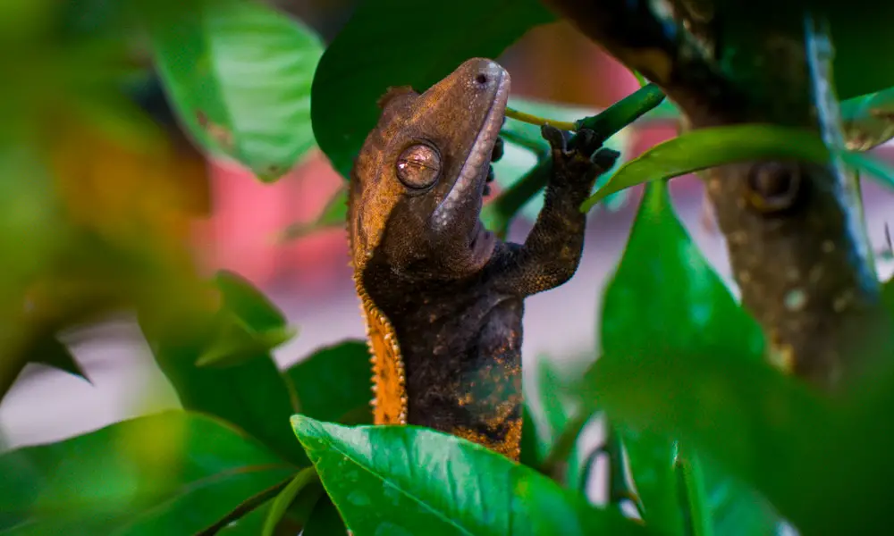 Misconceptions About Crested Geckos