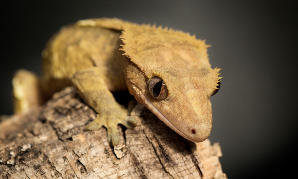 New Caledonian Crested Gecko The Picky Gecko!