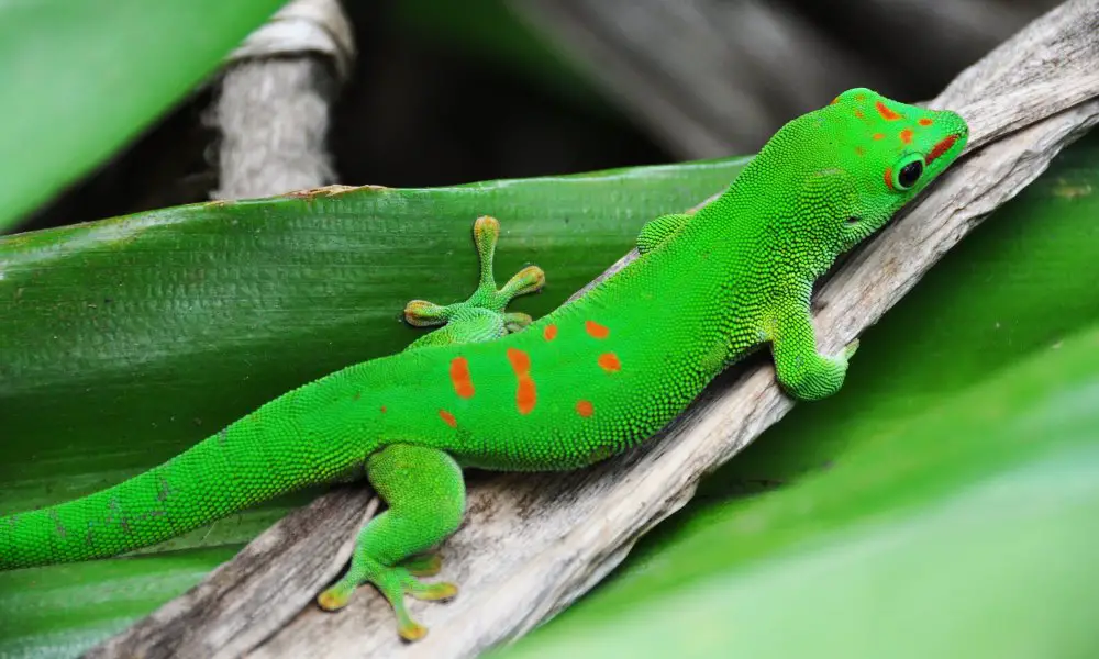 Physical Appearance of the Gold Dust Day Gecko