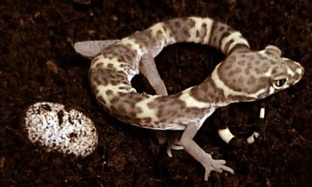 Reproduction and Life Cycle 