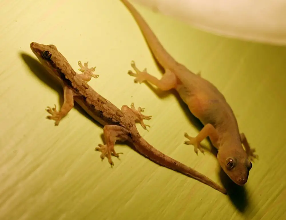 Reproduction and Lifespan