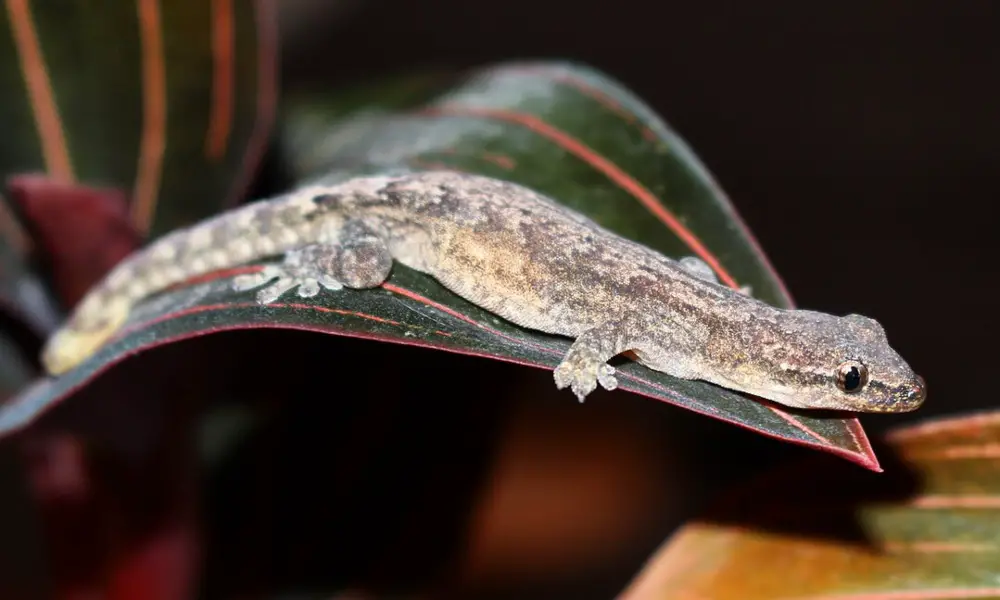 The Amazing Self-Cloning Mourning Gecko–No Boys Needed