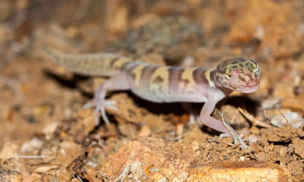The Diet of the Western Banded Gecko