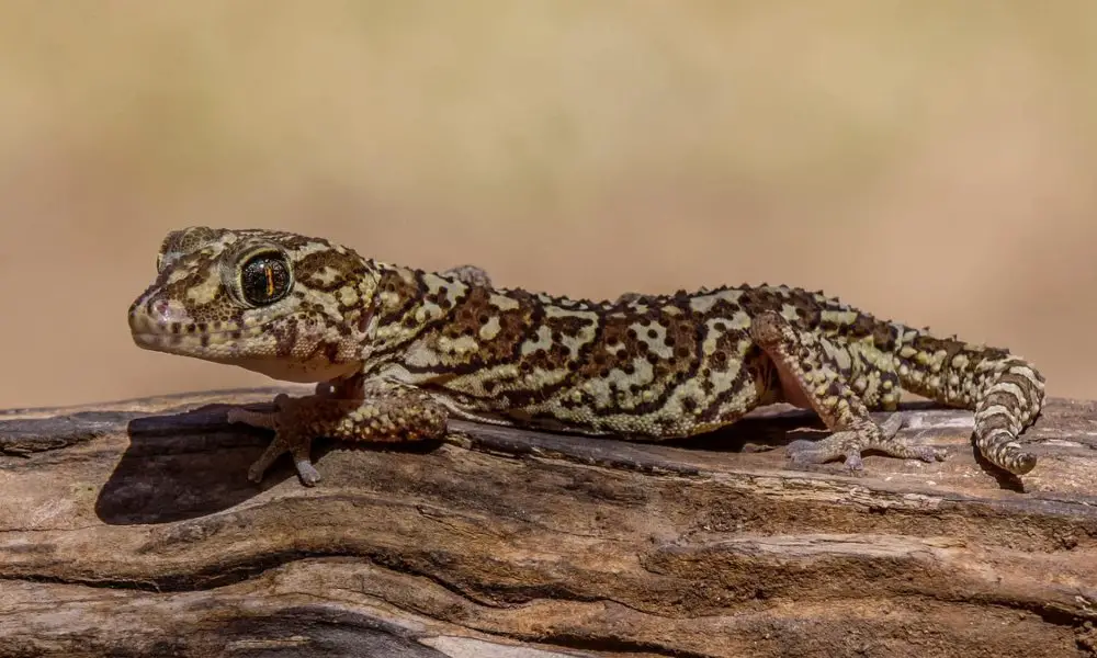 The Madagascar Ground Gecko - The Stunning 'Painted' Gecko